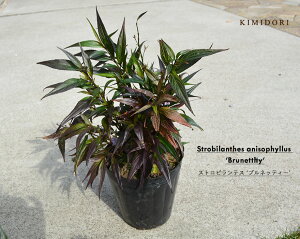 農業資材 ガーデニング用品 庭木 低木 観葉植物の人気商品 通販 価格比較 価格 Com