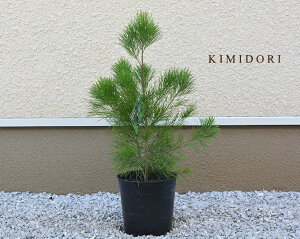 玄関 鉢植え 木の人気商品 通販 価格比較 価格 Com