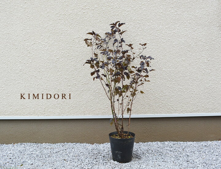 楽天市場 ディアボロ 紅葉コデマリ アメリカテマリシモツケ シンボルツリー ワインレッド カラーリーフ 花 洋風 落葉 庭植え 鉢植え ガーデニング 樹緑 Kimidori