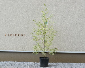 目隠し 鉢植えの人気商品 通販 価格比較 価格 Com