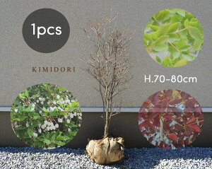 ドウダンツツジ 庭木 盆栽 植木の人気商品 通販 価格比較 価格 Com