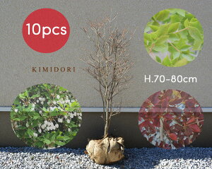 ベランダ 目隠し 植木の人気商品 通販 価格比較 価格 Com
