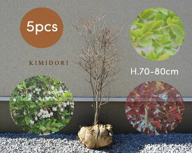 楽天市場 ドウダンツツジ 枝 種類 植物 コニファー の通販