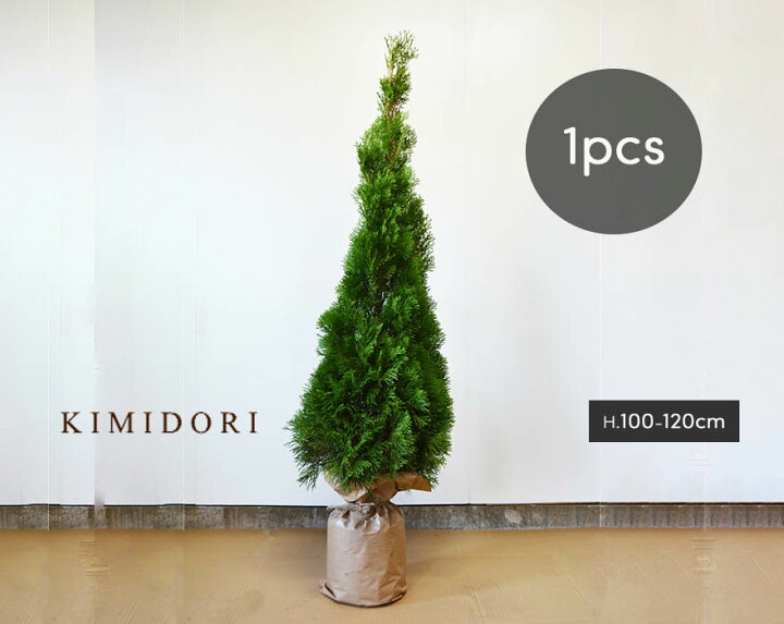 楽天市場 コニファー エメラルド 1cm 1本 約cmポット 苗 生垣 フェンス 目隠し 隣家 ガーデン 植木 鉢植え 庭木 シンボルツリー ガーデニング エクステリア クリスマス 記念樹 庭植え ベランダ ウッドデッキ 樹緑 Kimidori