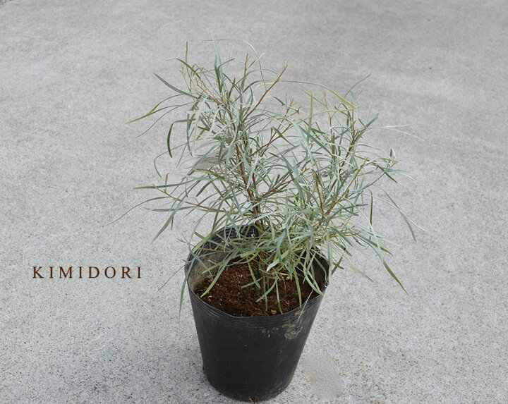 期間限定キャンペーン グレビレア バークレア バークリアナ オージープランツ おしゃれ 植木 観葉植物 鉢植え シンボルツリー 玄関 インテリア ベランダ グレべリア グレビリア