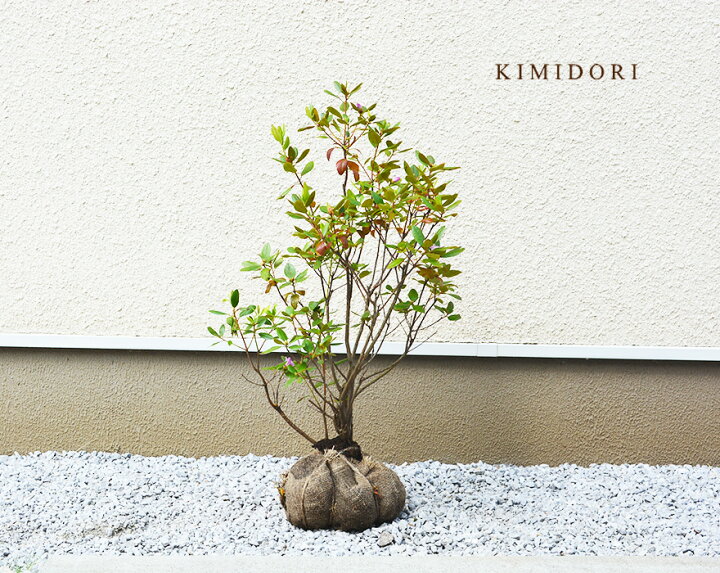 楽天市場 エゾムラサキツツジ 約60cm 植木 庭木 苗 花 シンボルツリー 半落葉 低木 つつじ 北海道 半日陰 ガーデニング 蝦夷 和風 洋風 クリスマス 樹緑 Kimidori