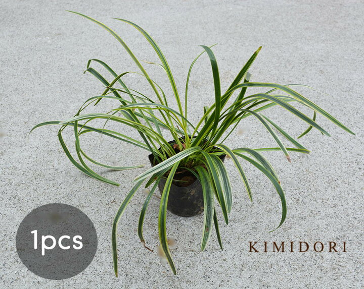 楽天市場 フイリヤブラン 斑入り ヤブラン リリオペ 10 5cmポット グランドカバー ミニ 観葉植物 植物 丈夫 育てやすい ガーデニング インテリア 吊る 鉢植え ベランダ 玄関 グリーン ウッドデッキ 花壇 庭植え 寄せ植え 花 夏 紫 園芸 和風 洋風 オーナメンタルグラス