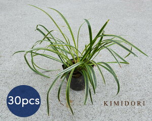 tCu  u Iy 10.5cm|bg 30Zbg ~j ϗtA OhJo[ c A  K[fjO  v Ă₷ I[i^OX