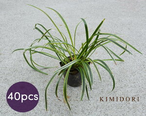 tCu  u Iy 10.5cm|bg 40Zbg ~j ϗtA OhJo[ c A  K[fjO A v Ă₷ I[i^OX