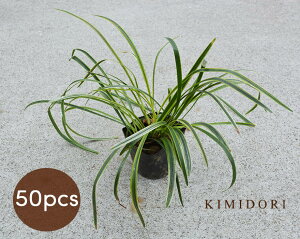 植木 苗 観葉植物の人気商品 通販 価格比較 価格 Com
