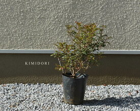 楽天市場 ピスタチ 花 観葉植物 花 ガーデン Diy の通販 楽天市場 ピスタチ 花 観葉植物 花 ガーデン Diy の通販