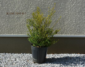 楽天市場 オーストラリア ブッシュ 観葉植物 花 観葉植物 花 ガーデン Diyの通販