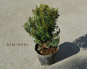 農業資材 ガーデニング用品 庭木 低木 観葉植物の人気商品 通販 価格比較 価格 Com