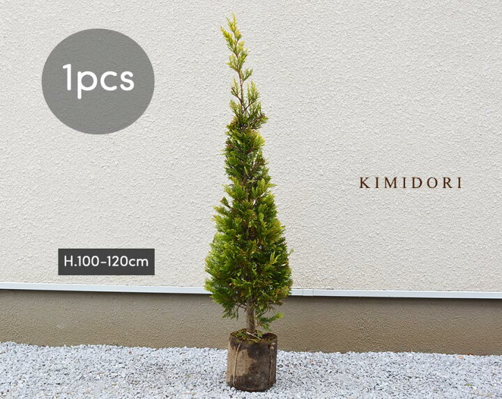 楽天市場 コニファー ゴールドライダー 約1cm シンボルツリー 目隠し 植木 庭木 生垣 フェンス 隣家 ガーデニング クリスマスツリー エクステリア 園芸 自家生産 庭植え レイランディ ベランダ ウッドデッキ クリスマス Kimidori Farm