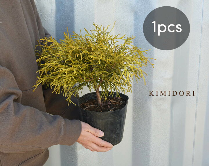 楽天市場 ゴールデンモップ コニファー 植木 庭木 針葉樹 イエロー 樹高 約cm 苗 15cmポット グランドカバー 寄せ植え 鉢植え スモーキーカラー ガーデニング エクステリア ウッドデッキ 玄関 ベランダ Kimidori Farm