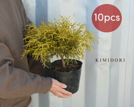 楽天市場 和風 植木 ガーデニング 農業 花 ガーデン Diyの通販 楽天市場 和風 植木 ガーデニング 農業 花 ガーデン Diyの通販