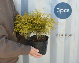 楽天市場 コニファー 種類 低木の通販