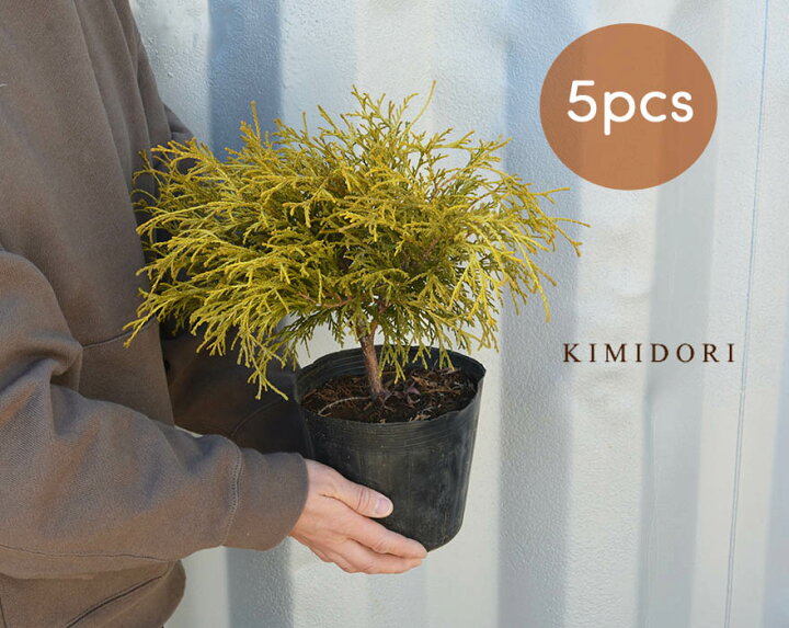 楽天市場 ゴールデンモップ 5本セット コニファー 植木 庭木 針葉樹 イエロー 北米スタイル 苗 横浜の植木 目隠し 送料無料 約cm 約15センチポット 洋風 和風 ガーデニング エクステリア 園芸 記念樹 Kimidori Farm
