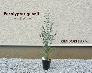 鉢植え 木 目隠しの人気商品 通販 価格比較 価格 Com 鉢植え 木 目隠しの人気商品 通販 価格比較 価格 Com