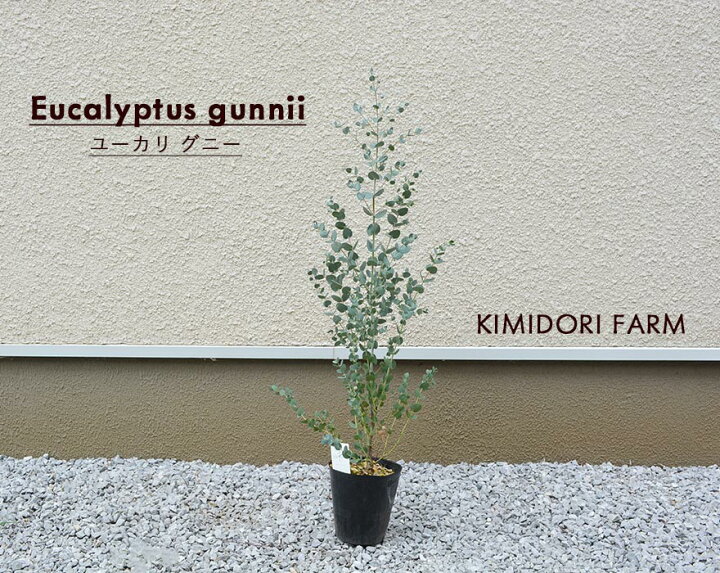 楽天市場 ユーカリ グニー 約90 100cm 鉢植え 観葉植物 人気 おしゃれ 鉢植え 花 植木 苗 苗木 シンボルツリー 目隠し 庭木 ガーデニング エクステリア 常緑 鉢 木 常緑樹 新築 記念樹 お祝い 新築祝い 育てやすい 花材 ドライフラワー クリスマス Kimidori Farm