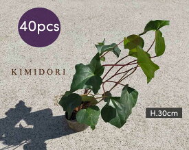 楽天市場 開店祝い 種類 植物 アイビー 観葉植物 花 観葉植物 花 ガーデン Diyの通販