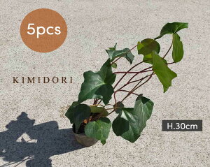 玄関 鉢植え 木 観葉植物の人気商品 通販 価格比較 価格 Com