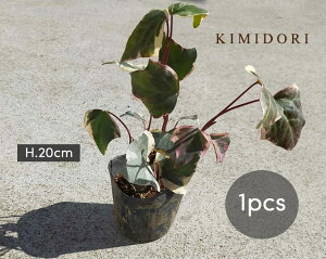 ベランダ 観葉植物 おしゃれの人気商品 通販 価格比較 価格 Com ベランダ 観葉植物 おしゃれの人気商品 通販 価格比較 価格 Com