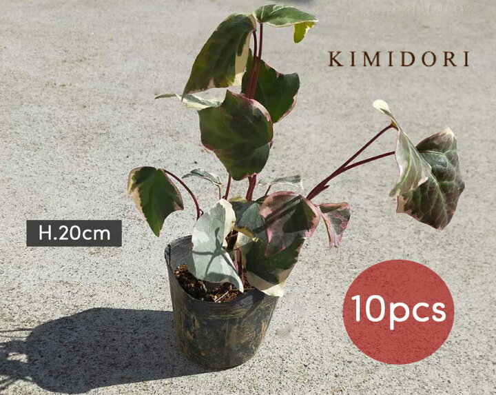 楽天市場 ヘデラ バリエガータ アイビー 10個セット 9cmポット 苗 植木 庭木 観葉植物 斑入り おしゃれ ガーデニング 園芸 インテリア 寄せ植え 庭植え Kimidori Farm 楽天市場 ヘデラ バリエガータ アイビー 10個セット 9cmポット 苗 植木 庭木 観葉植物 斑入り おしゃれ ガーデニング 園芸 インテリア 寄せ植え 庭植え Kimidori Farm