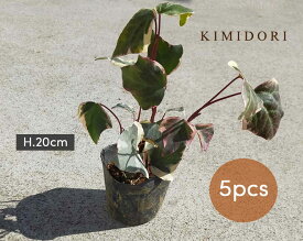 ヘデラ バリエガータ アイビー 5個セット 9cmポット 苗 植木 庭木 観葉植物 おしゃれ インテリア 花壇 寄せ植え 斑入り 丈夫 育てやすい