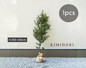 目隠し 鉢植えの人気商品 通販 価格比較 価格 Com