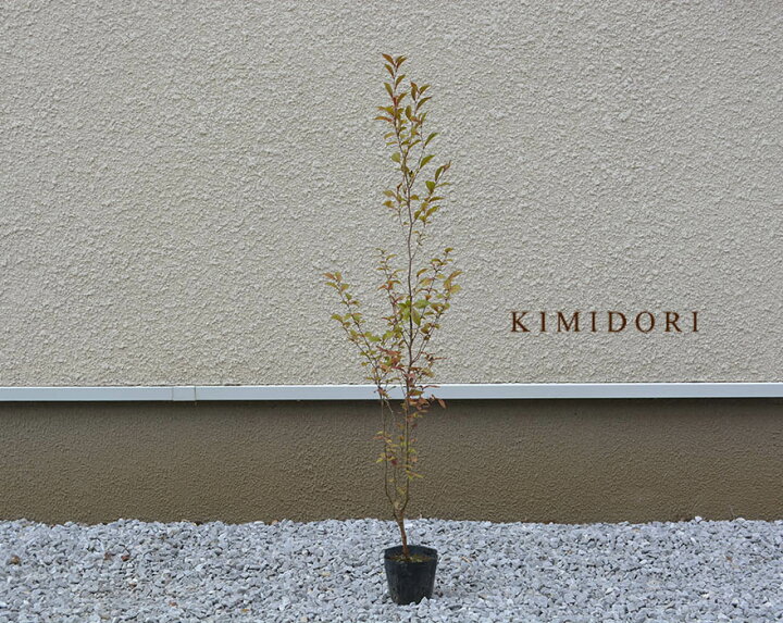 楽天市場 ヒメシャラ ツバキ ナツツバキ 植木 庭木 苗 沙羅 小夏椿 雑木 シンボルツリー 鉢植え 花 コンパクト ガーデニング 玄関 寄せ植え ベランダ Kimidori Farm