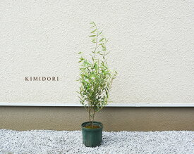 楽天市場 90cm 種類 植物 オリーブ 観葉植物 花 観葉植物 花 ガーデン Diyの通販