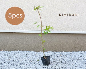 庭 植木 おしゃれの人気商品 通販 価格比較 価格 Com
