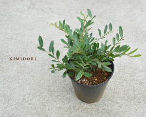 観葉植物 ベランダ 目隠しの人気商品 通販 価格比較 価格 Com 観葉植物 ベランダ 目隠しの人気商品 通販 価格比較 価格 Com