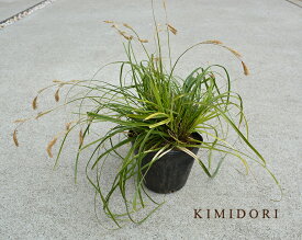 楽天市場 ライム 鉢植えの通販