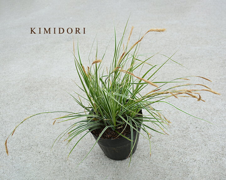 楽天市場 カレックス エヴェレスト オシメンシス 約 30cm 15cmポット カラーリーフ ホワイトストライプ 下草 プランツ 丈夫 エベレスト 斑入り ガーデニング 植木 庭木 苗木 鉢植え 寄せ植え 花壇 グランドカバー オーナメンタルグラス Kimidori Farm 楽天市場 カレックス エヴェレスト オシメンシス 約 30cm 15cmポット カラーリーフ ホワイトストライプ 下草 プランツ 丈夫 エベレスト 斑入り ガーデニング 植木 庭木 苗木 鉢植え 寄せ植え 花壇 グランドカバー オーナメンタルグラス Kimidori Farm