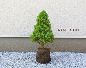コニカ コニファー 盆栽 植木 植木 盆栽の人気商品 通販 価格比較 価格 Com