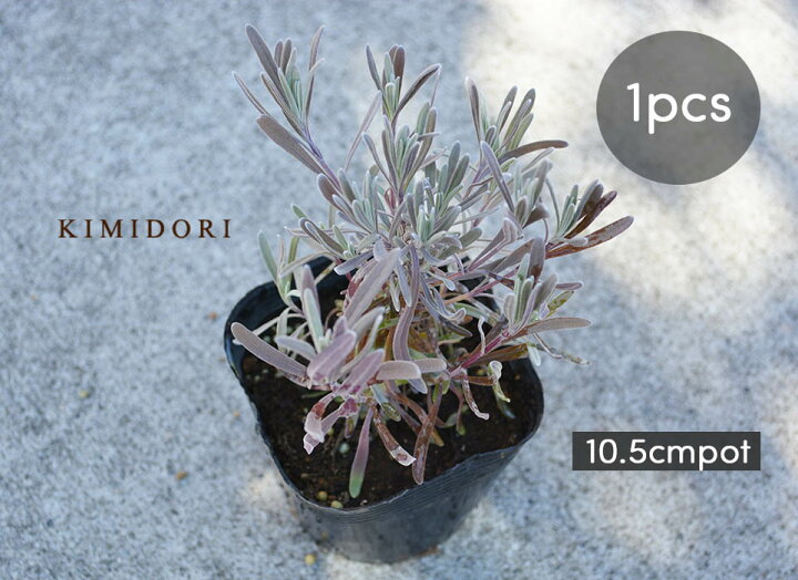 楽天市場 ラベンダー 苗 植木 庭木 ハーブ 10 5cmポット 低木 ベランダ ガーデニング ミニ 玄関 ウッドデッキ 芳香 地中海 花壇 花 Kimidori Farm