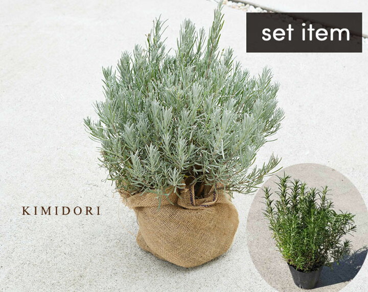 楽天市場 ラベンダー 大株 ローズマリー 15cmポット セット 人気 ハーブ セット商品 低木 ガーデニング 寄せ植え 玄関 ベランダ 庭植え 園芸 花壇 Kimidori Farm