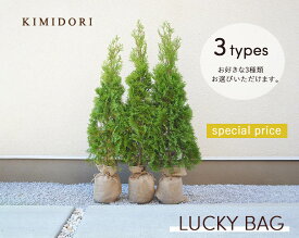 楽天市場 植木 種類 植物 コニファー ガーデニング 農業 花 ガーデン Diy の通販