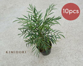 楽天市場 おしゃれ 植木 ガーデニング 農業 花 ガーデン Diyの通販 楽天市場 おしゃれ 植木 ガーデニング 農業 花 ガーデン Diyの通販