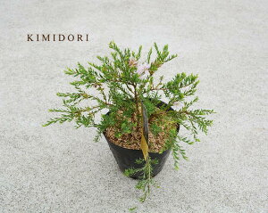 玄関 植木 おしゃれの人気商品 通販 価格比較 価格 Com