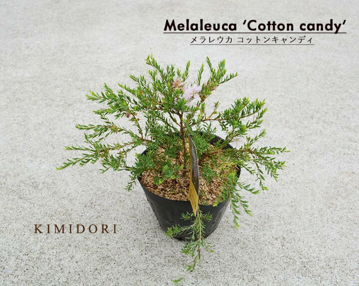 楽天市場 メラレウカ コットンキャンディ ティーツリー 樹高 約cm オージープランツ 植木 庭木 苗 植物 ピンク 花 コットンキャンディー ベランダ 鉢植え おしゃれ 玄関 樹緑 Kimidori