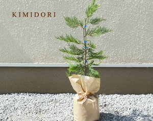 目隠し 鉢植えの通販 価格比較 価格 Com