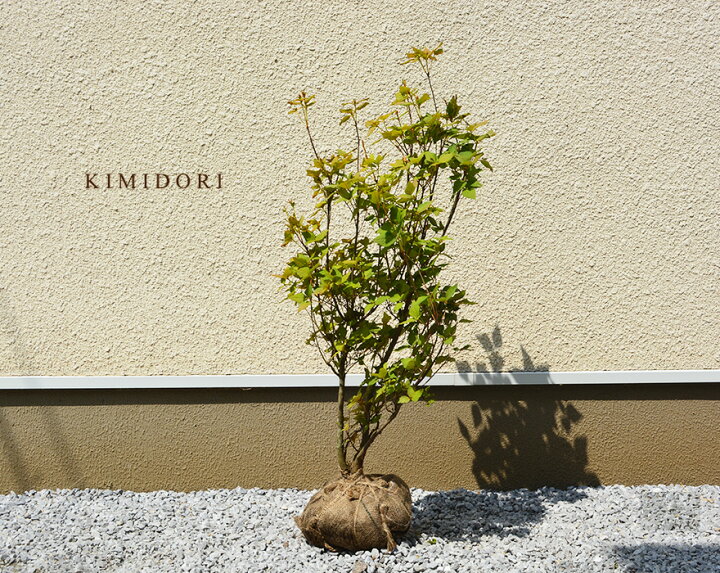 楽天市場 ミツバツツジ 約80cm つつじ 植木 庭木 苗 生垣 フェンス 目隠し 隣家 ガーデニング ピンク 花 落葉低木 エクステリア 生垣 紅葉 秋 丈夫 強い クリスマス 三葉躑躅 樹緑 Kimidori
