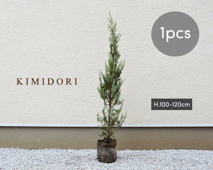 楽天市場 コニファー ムーングロー 約1cm 1本 シルバーリーフ ブルー 横浜の植木 シンボルツリー 目隠し フェンス 植木 庭木 生垣 ガーデニング クリスマスツリー エクステリア 園芸 庭植え 鉢植え 樹緑 Kimidori