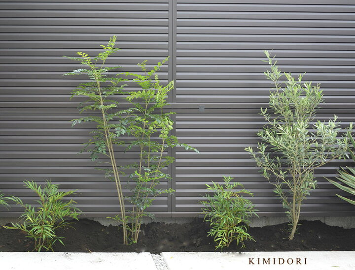 楽天市場 オリーブ 寄せ植え 苗 セット シマトネリコ マホニアコンフーサ2個 4点セット ボーダー花壇 植木 庭木 ガーデニング 庭づくり 植栽セット エクステリア 植物 新築 フェンス 隣家 目隠し セット 樹緑 Kimidori