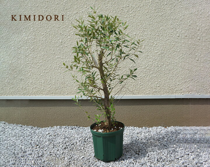 94円 見事な オリーブ 約80 100cm 植木 シンボルツリー 庭木 苗 ミッション オリーブの