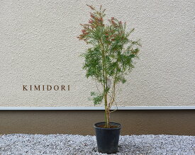 楽天市場 鉢植え 木 目隠しの通販