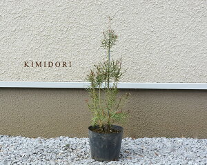 玄関 植木 おしゃれの人気商品 通販 価格比較 価格 Com